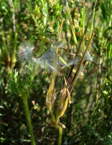 Pelargonium longicaule curved, hairy awn